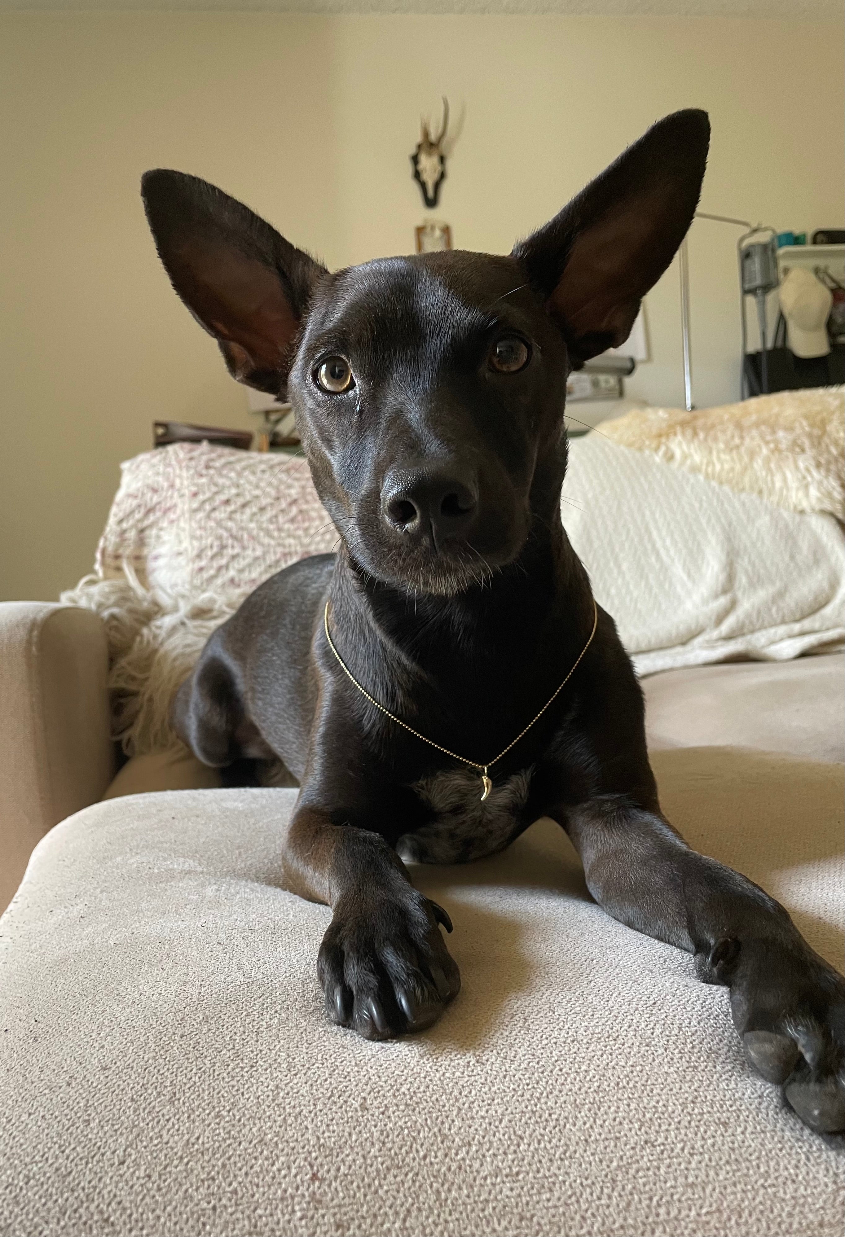 Custom Dog Puppy Tooth Necklace 14K Gold Tooth Necklace Carter Eve Jewelry